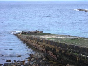 Brough Bay and seals