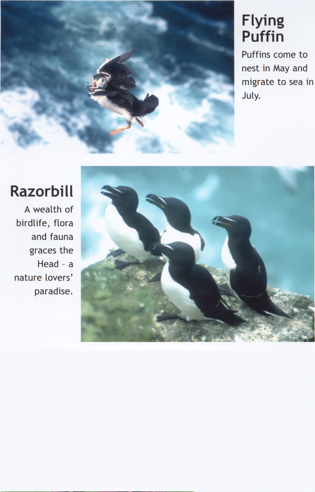 flying.gif (756040 bytes)