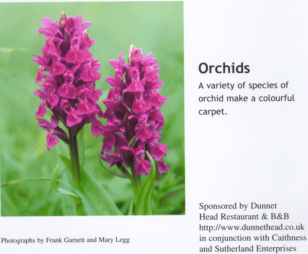 orchids.gif (509363 bytes)