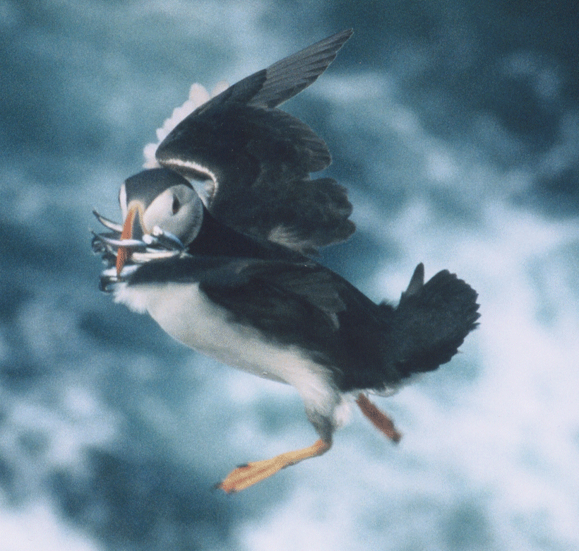 flyingpuffin.gif (488590 bytes)
