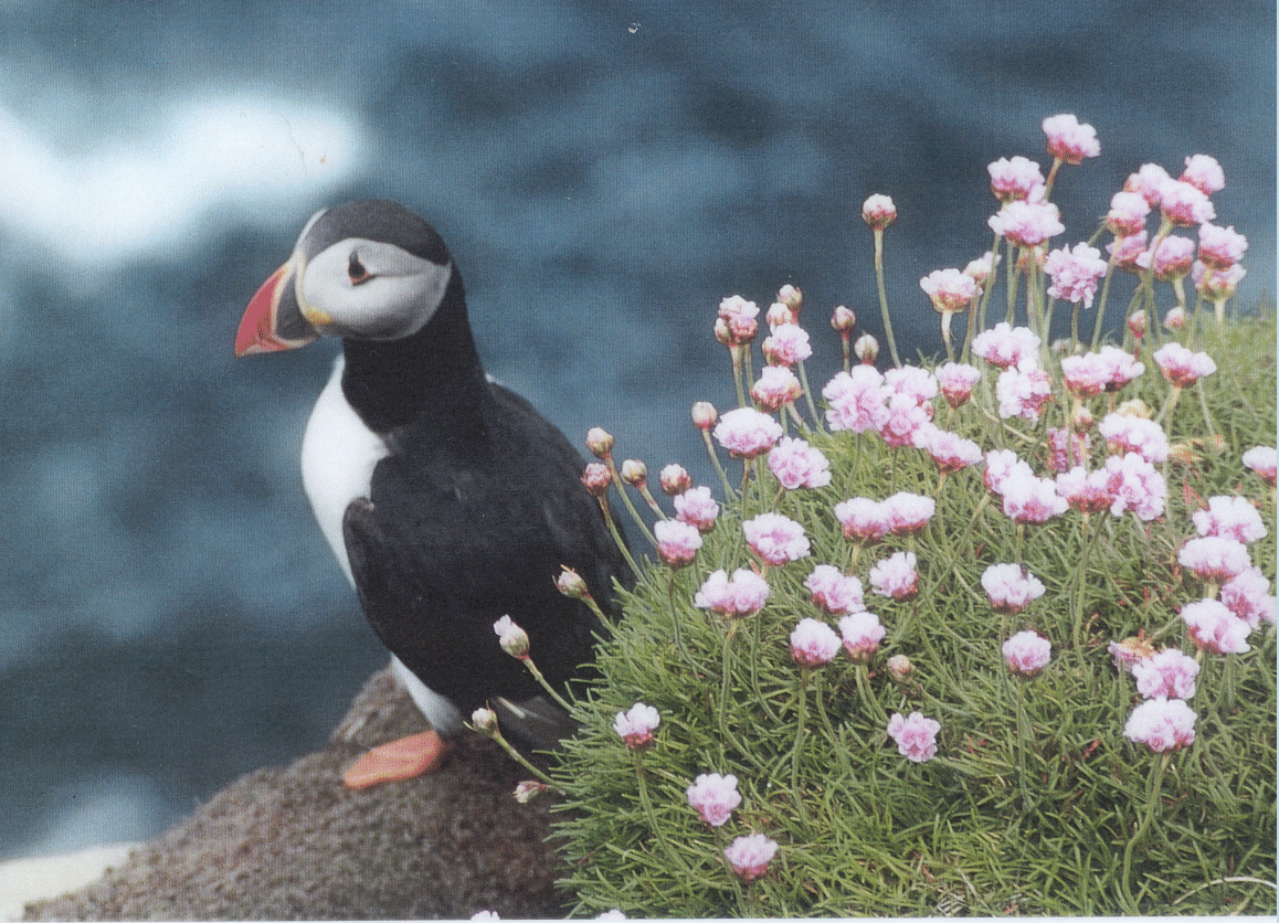 lonepuf.gif (792108 bytes)