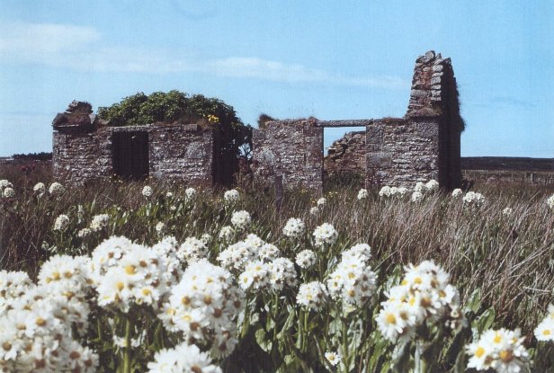 daisies.jpg (291058 bytes)