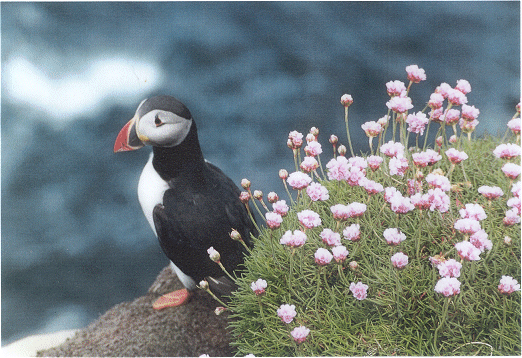 puffin.gif (163661 bytes)