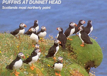 puffin.jpg (189833 bytes)