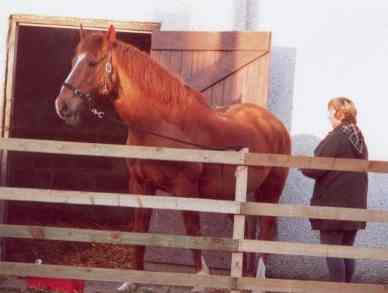 ricky.jpg (466933 bytes)