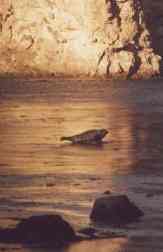 seals.jpg (47095 bytes)